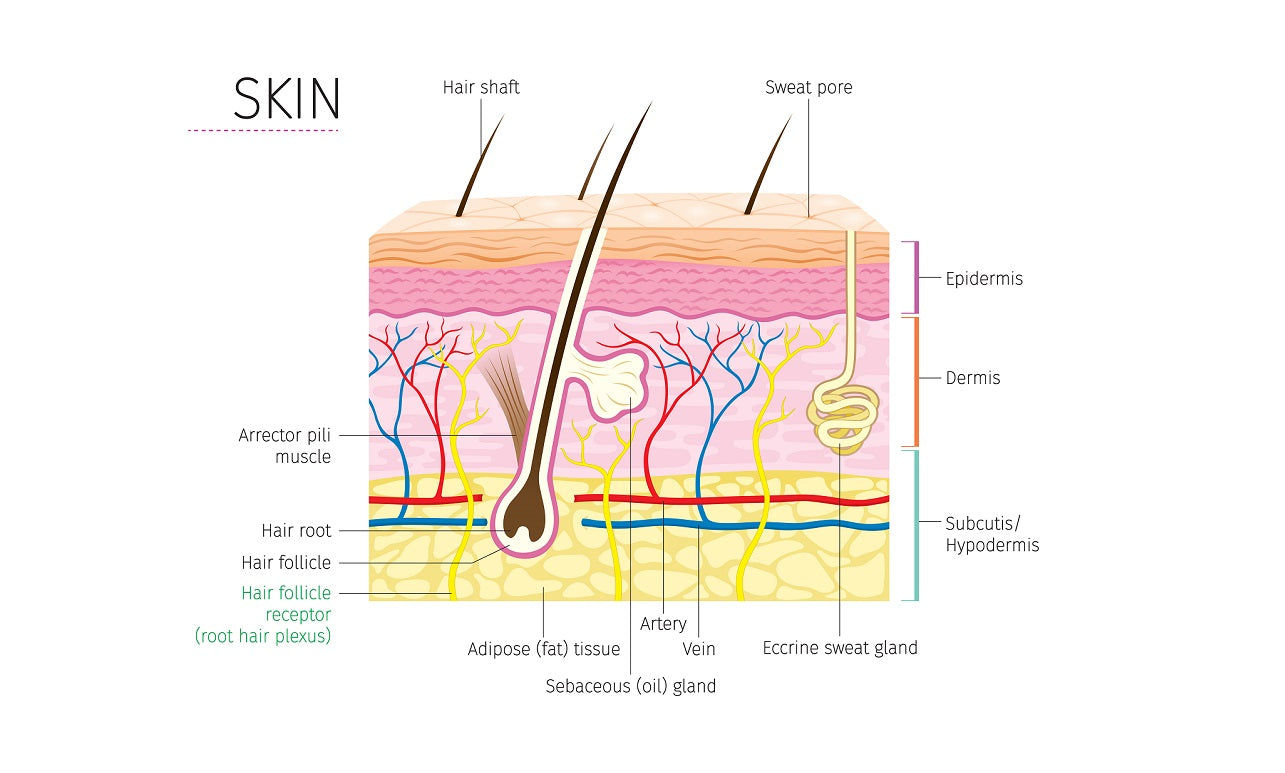 Wie funktioniert unsere Haut?