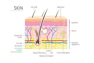 Wie funktioniert unsere Haut?